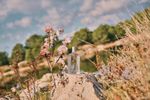CHERRY-BLOSSOM-EAU-DE-TOILETTE